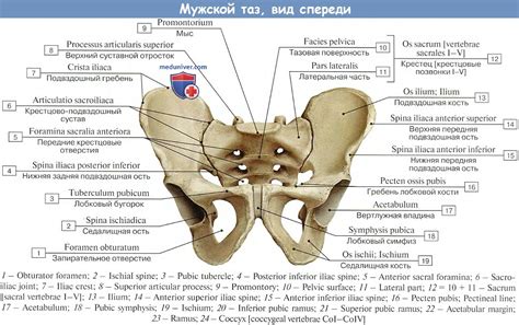 Кости таза