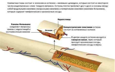 Костная плотность и прочность