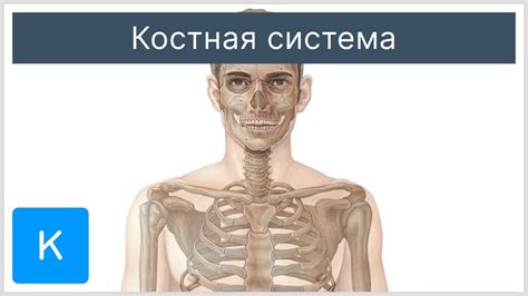 Костная система - основа движения