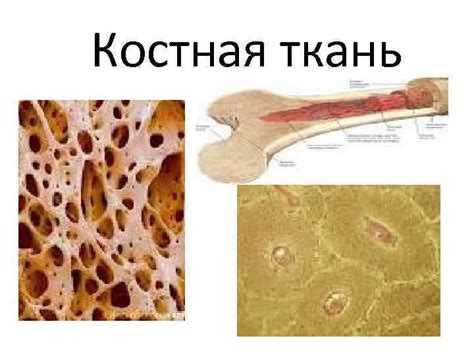 Костная структура взрослых