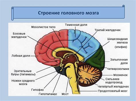 Костяк мозга: структура и функции