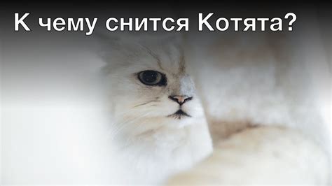 Кошка, окотила, котята: значение сна