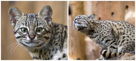 Кошки отлично подходят для домашнего содержания