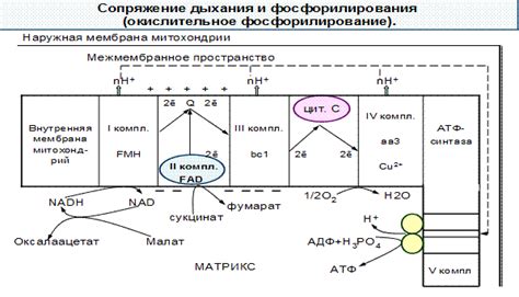 Коэффициент окислительного фосфорилирования