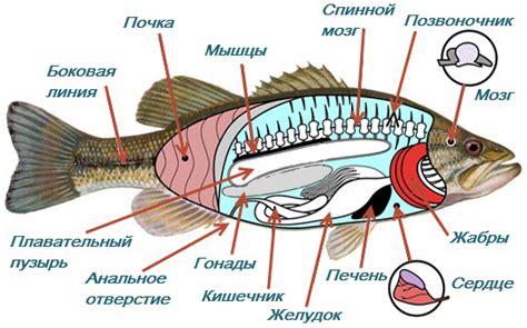 Кража рыбы: отражение внутреннего беспокойства