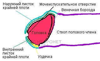 Крайняя плоть срослась с головкой: