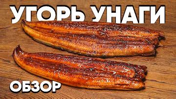 Краткий обзор угря