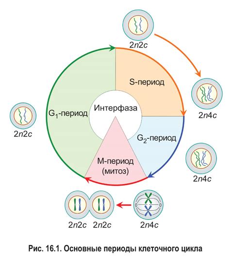 Краткое описание процессов клеточного деления: