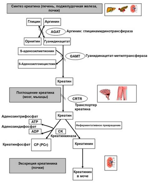 Креатинин в крови: факторы влияния и причины отклонений