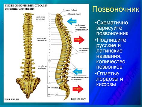 Крестцовый отдел позвоночника человека: из чего он состоит