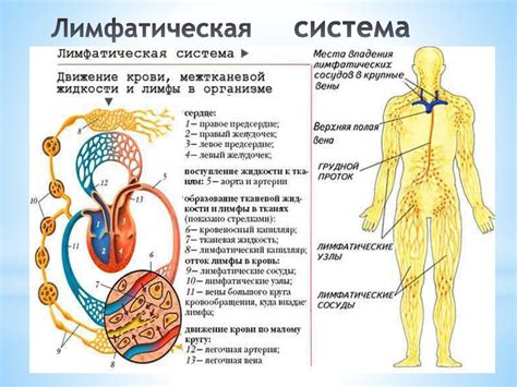 Кровеносная и лимфатическая система