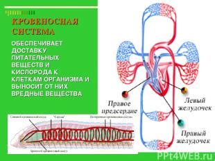 Кровеносная система: поставка кислорода и питательных веществ