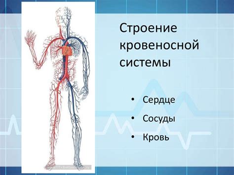 Кровеносная система и теплообмен