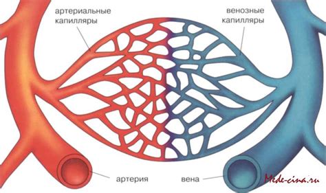 Кровеносные сосуды и способы взятия крови