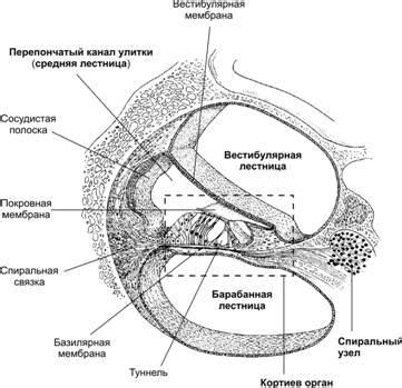 Кровообращение и питание кортиевого органа