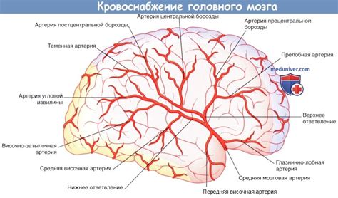 Кровоснабжение моста