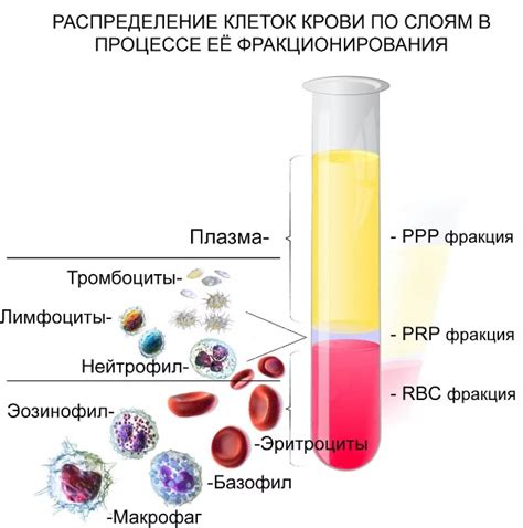 Кровь и плазма: разница и актуальность для мужчин