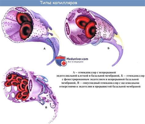 Крупные капилляры