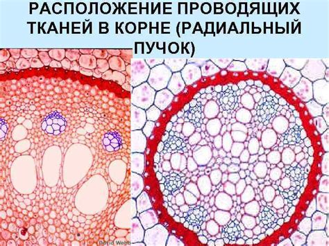 Ксилема и флоэма: основные составляющие проводящей ткани