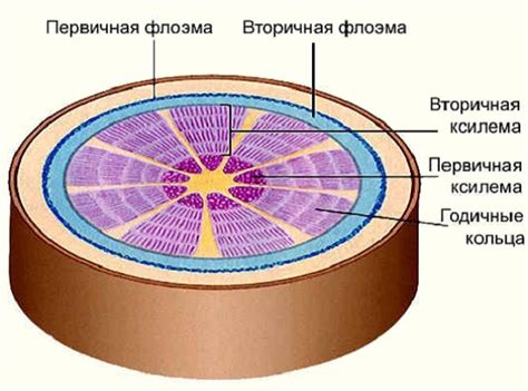 Ксилема и флоэма в растениях