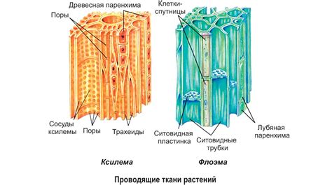 Ксилема - система тканей растений, отвечающая за транспорт воды и минеральных солей