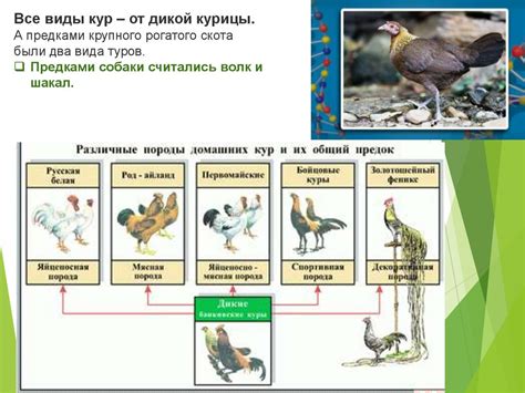 Кто влияет на искусственный отбор и его результаты