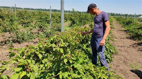 Культура выращивания