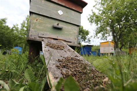 Кусание пчелами во время сна: что оно означает