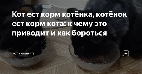 К чему приводит гадание кота в доме?