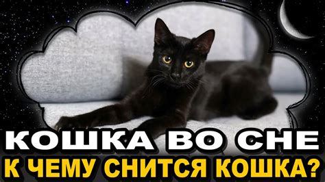 К чему снится кошка, которая лижет тебя: интерпретация сновидений