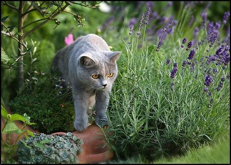 Лаванда и мята: запахи, которые кошки и коты не переносят