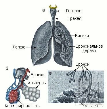 Легкие и их функции