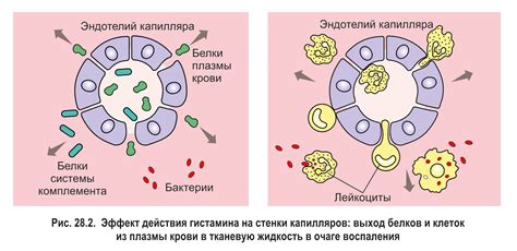 Лейкоциты - защита организма