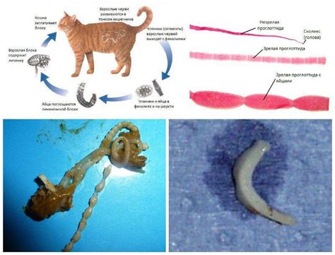 Лечение глистов у котят