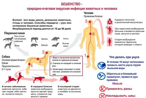 Лечение и профилактика бешенства кота