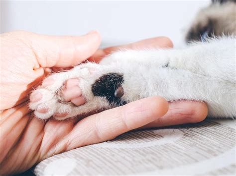 Лечение паралича передней лапы у кота