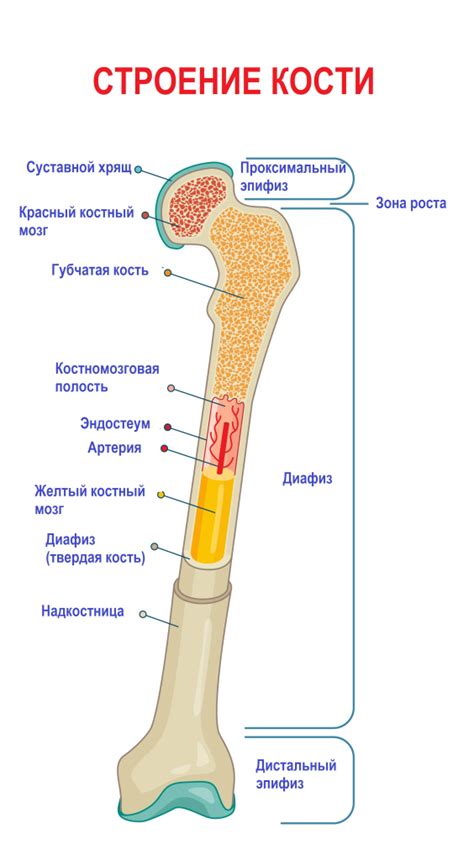 Лечение хондродисплазии