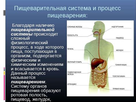 Лимонная кислота и пищеварительная система