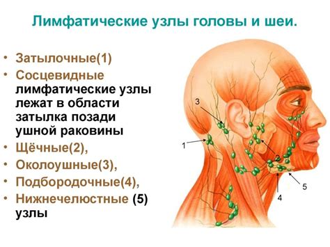 Лимфатические узлы