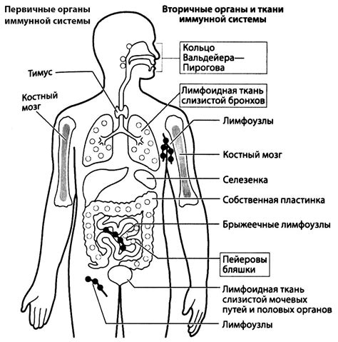 Лимфоидные органы и ткани