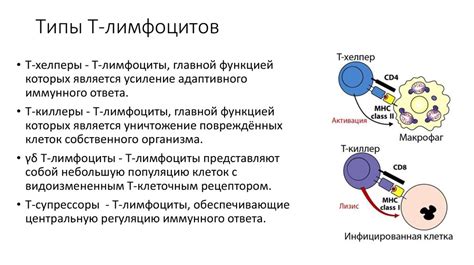 Лимфоциты: их функции и значение для здоровья