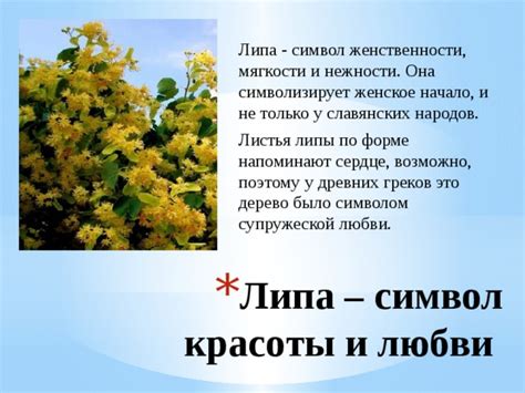 Липа как символ свободы и непокорности