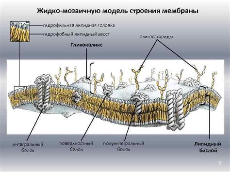 Липидная мозаика