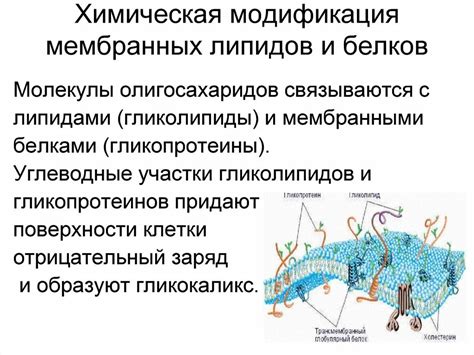 Липиды: основные компоненты мембраны