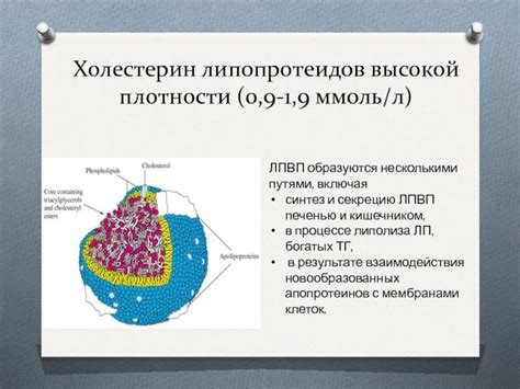 Липопротеиды высокой плотности (ЛПВП) и низкой плотности (ЛПНП)