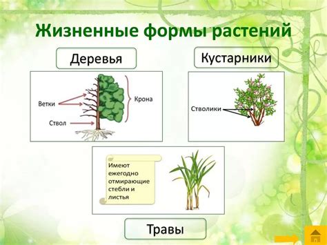 Лиственность и форма дерева