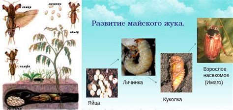 Личинка майского жука: питание и примитивный метаболизм