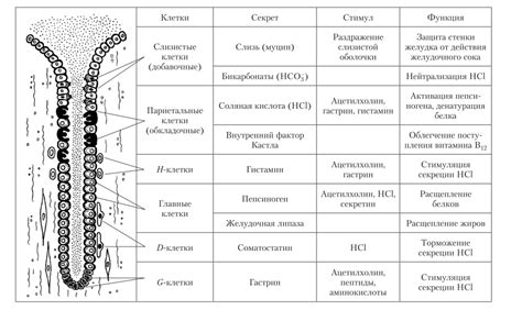 Лишний секрет маслянистых желез