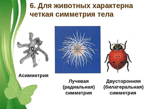 Лучевая симметрия в биологии: что это значит?