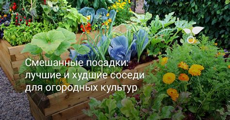 Лучшие соседи для побегов плодовых культур